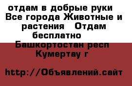 отдам в добрые руки - Все города Животные и растения » Отдам бесплатно   . Башкортостан респ.,Кумертау г.